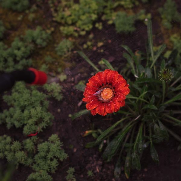 Опрыскиватель пневматический 8л FLORA (5003234) фото