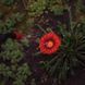 Опрыскиватель пневматический 8л FLORA (5003234) фото 8